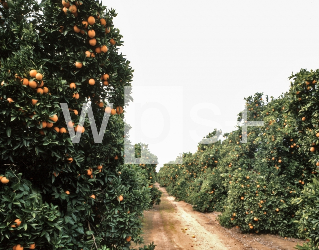 ｜フレズノ東部のオレンジ農園