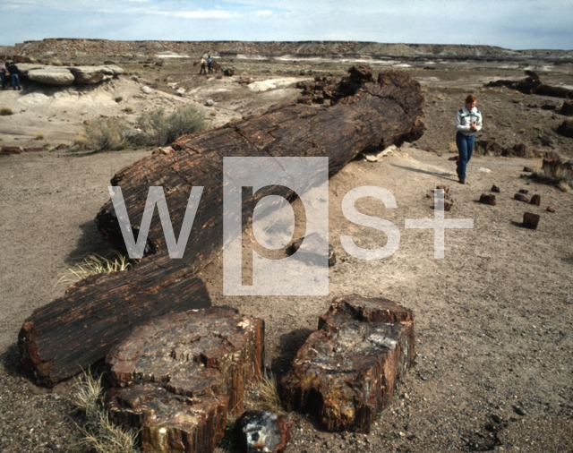 ｜化石の森国立公園「クリスタル・フォレストの珪化木」