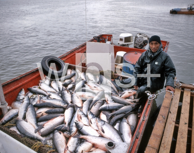 ｜イヌイット族の鮭漁