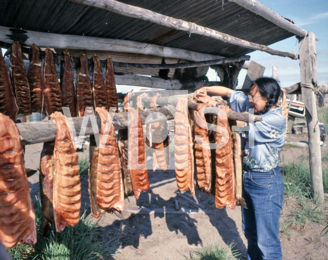 ｜鮭の干物を作るイヌイット族の女性