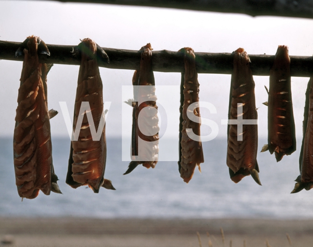 ｜イヌイット族の鮭の干物を作る為の乾燥ラック