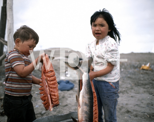 ｜干物を作る作業を手伝うイヌイット族の子供たち