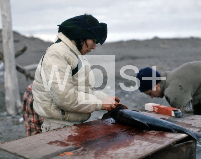 ｜干物を作る為に鮭をさばくイヌイット族の女性