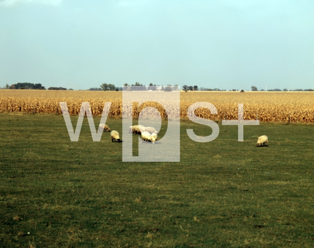 ｜トウモロコシ畑と羊