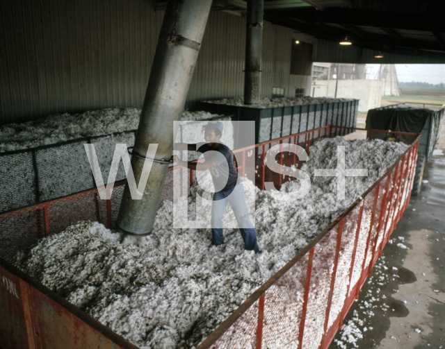 ｜収穫したばかりの綿を工場へ吸い上げる装置