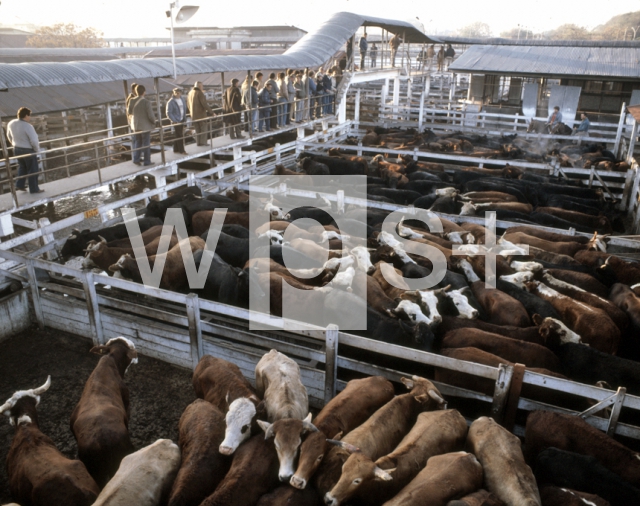 ｜ブエノスアイレスの中央牛市場