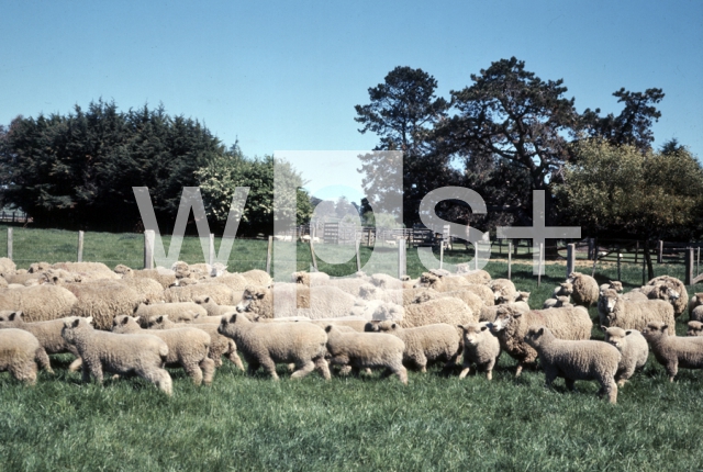 ｜ローンセストン空港近くの羊農場