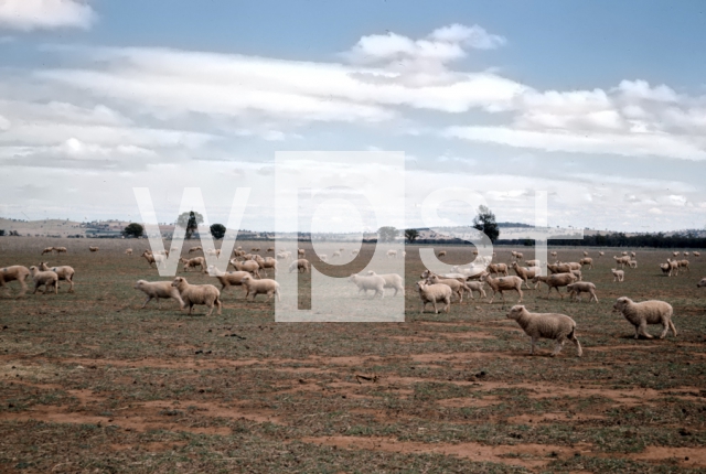 ｜オーストラリア北東部での羊の放牧