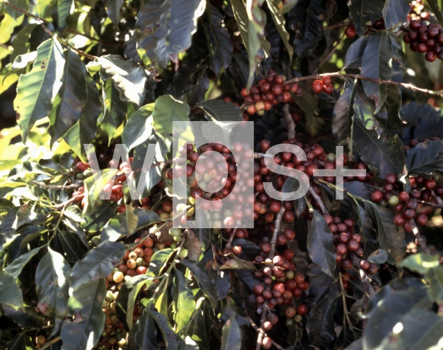 ｜コーヒーの木と果実
