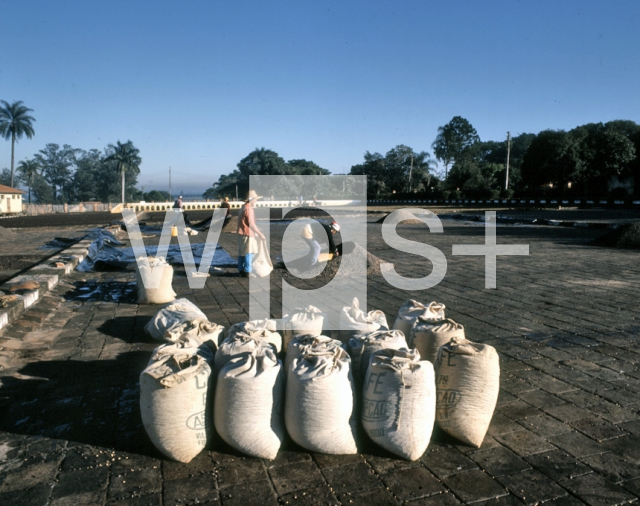 ｜乾燥したコーヒー豆の収集