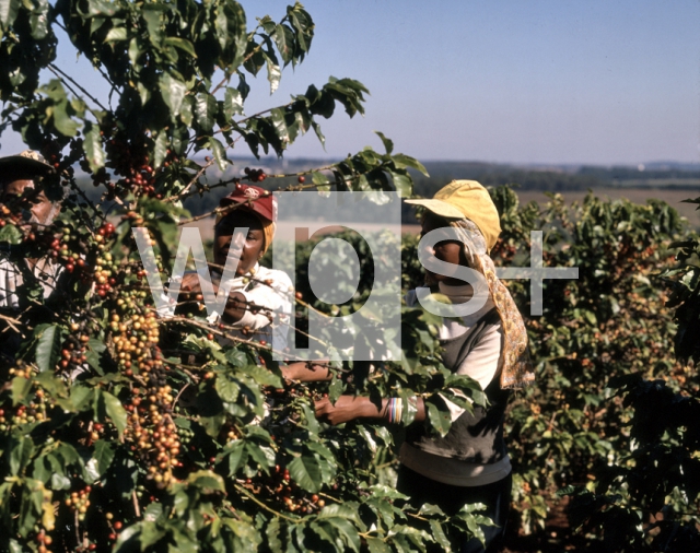 ｜コーヒー果実の収穫