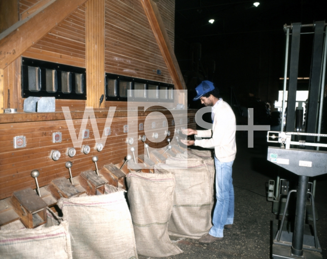 ｜脱穀機を使ってコーヒー豆を品質別に選別する工程