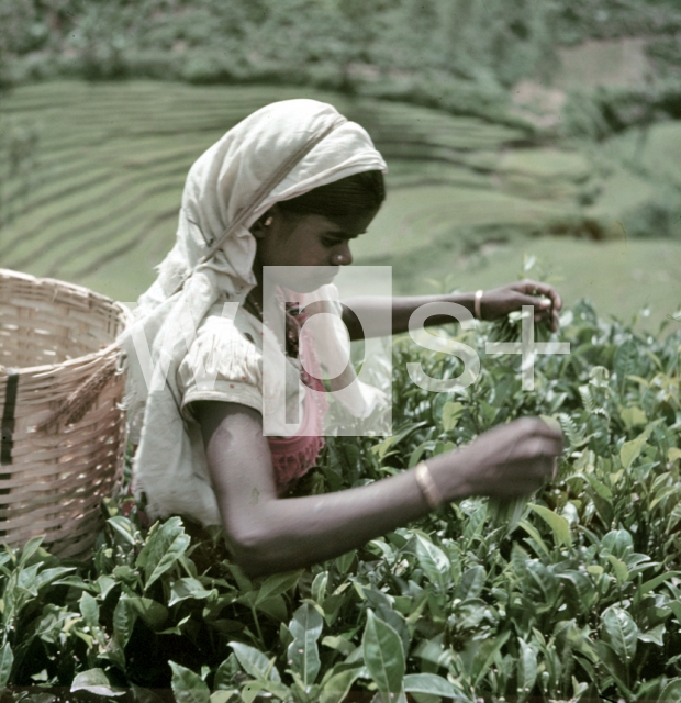 ｜茶葉の収穫をする少女