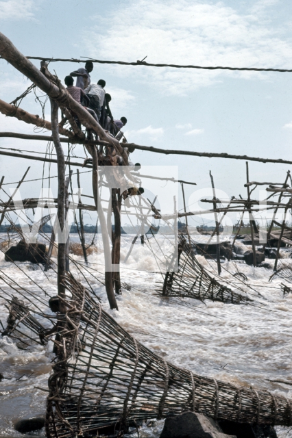 ｜コンゴ川でのワゲニア漁法