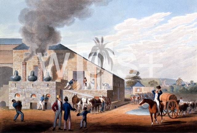 CLARK William｜蒸留工場でラム酒を造る奴隷