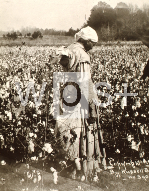 ｜テネシー州ジャクソンに於ける綿を摘む奴隷