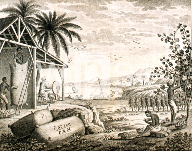 ｜ミシシッピーに於ける綿の栽培と準備、1764年