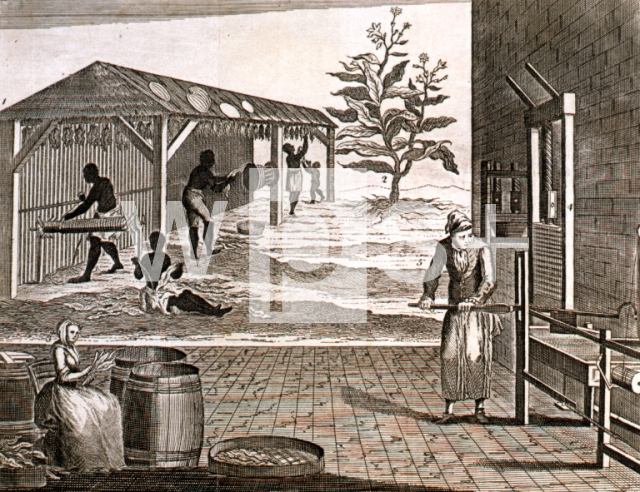 ｜ヴァージニアに於けるタバコ製造、1750年頃