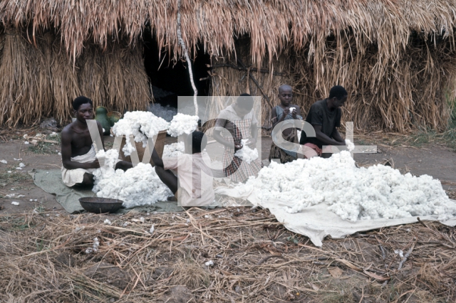 ｜モチャ村の綿摘み