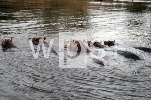 ｜白ナイル川で泳ぐカバ