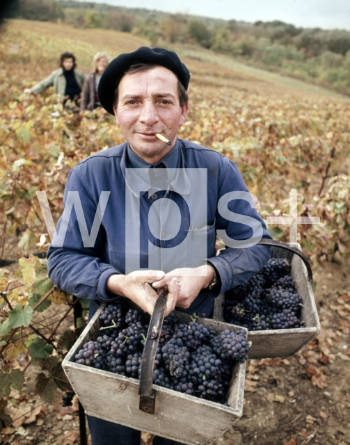 ｜シャンパーニュでの葡萄の収穫