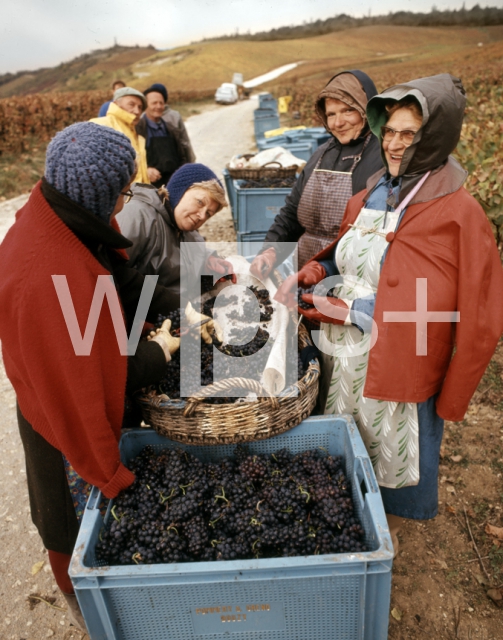 ｜シャンパーニュでの葡萄の収穫