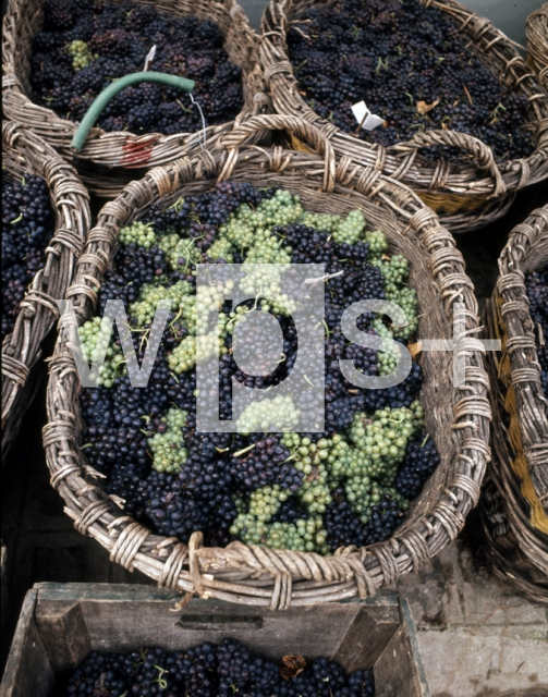 ｜収穫されたばかりの葡萄、シャンパーニュにて