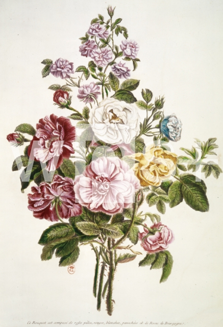BUCHOZ Pierre-Joseph｜淡い色のバラ、赤いバラ、白いバラ、ブルゴーニュのバラの花束