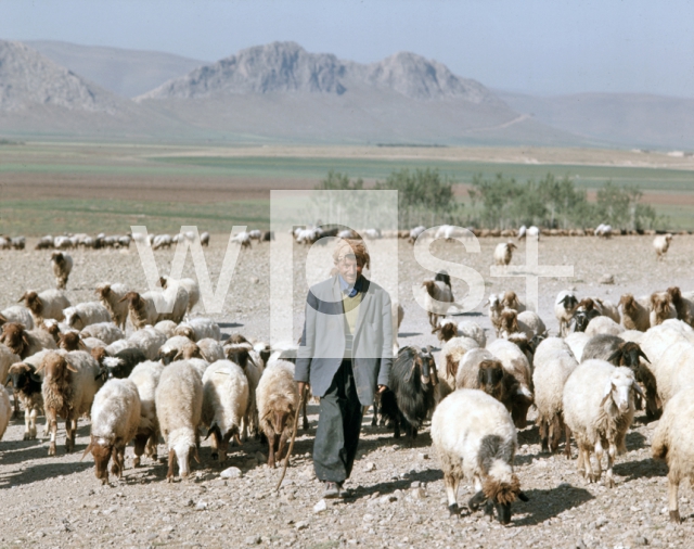｜ケルマーンシャーの西部で羊飼いをするクルド人
