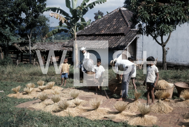 ｜バンドン郊外の農家で米を乾燥させている場面