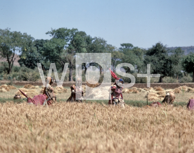 ｜デカン高原の麦農家で働く部族民
