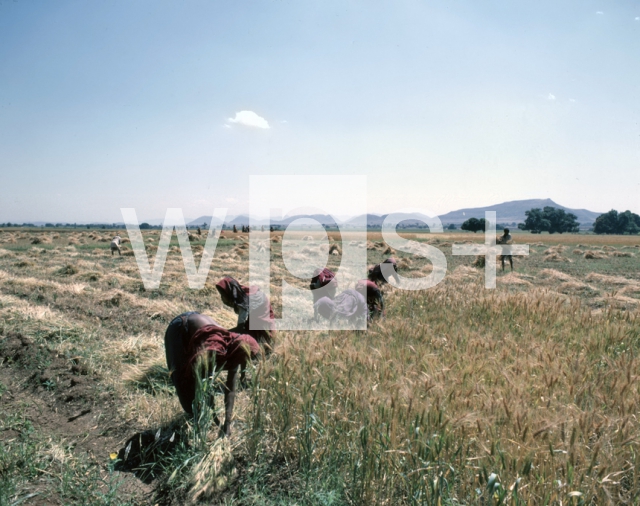 ｜デカン高原で小麦を収穫する農民