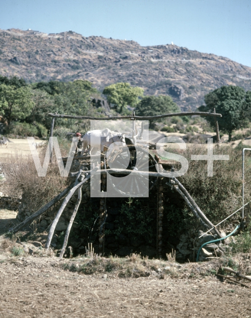 ｜アブー山近くにある牛力で水を汲み上げる灌漑方法