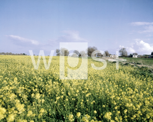 ｜エズレルの野の黄色い花