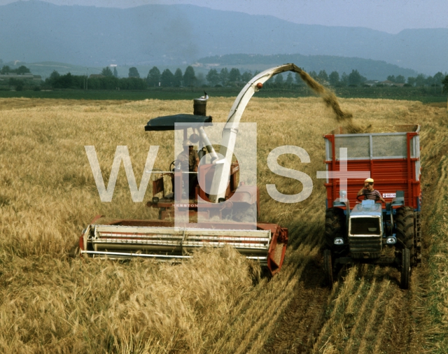 ｜小麦の収穫