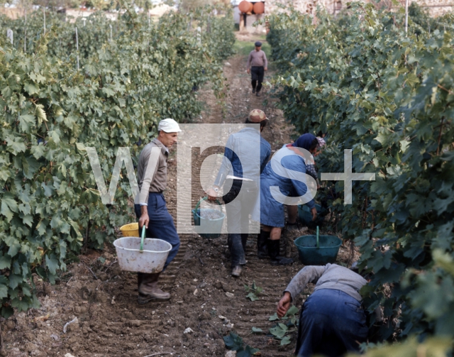 ｜キャンティ地方での葡萄の栽培