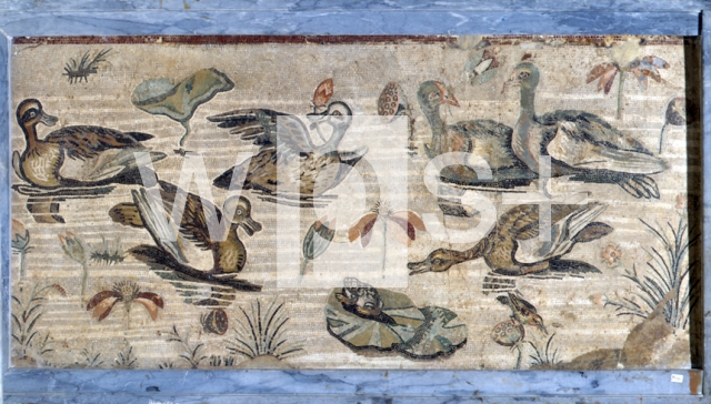 ｜ナイル川の風景（アヒル、鳥、蛙、花）