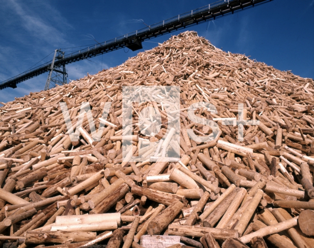 ｜製紙業の為の木材
