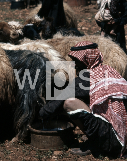 ｜羊を搾乳するベドウィン族の男性