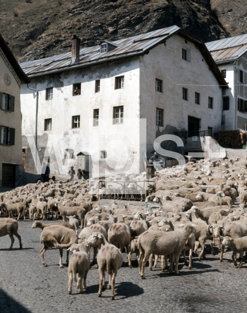 ｜アル村を通過する羊の群れ