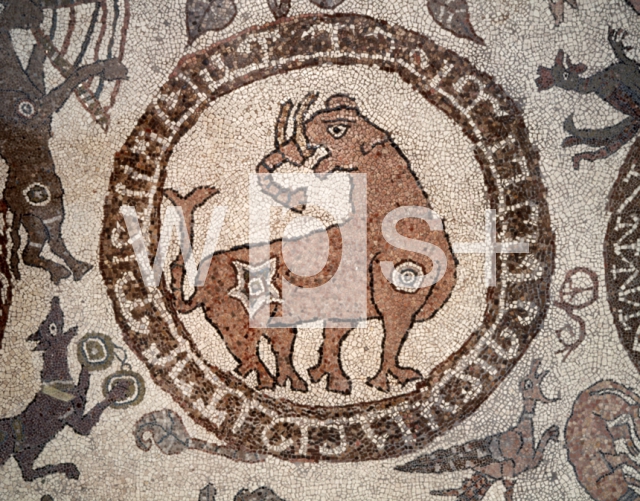 PANTALEONE Monaco｜オトラント大聖堂の聖堂内陣の床モザイク「宇宙の創造・五つの点のある星を持つ象」