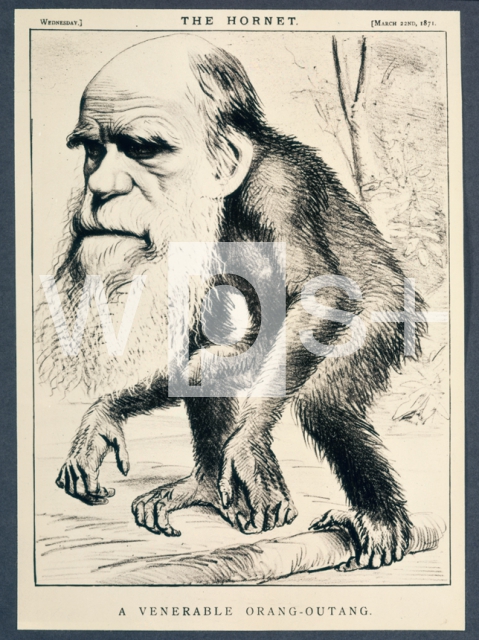 ｜「ダーウィン、お前もチンパンジーの子孫か」