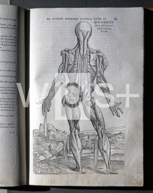 CALCAR Jan Stephen van｜ファブリカ「人体の構造」の挿絵