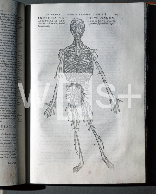 CALCAR Jan Stephen van｜ファブリカ「人体の構造」の挿絵