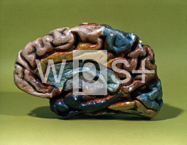 ｜石膏で作られた脳の半球模型