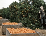 ｜フレズノ北東部のオレンジ農園