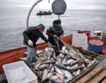 ｜イヌイット族の鮭漁