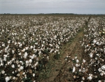 ｜グリーンウッド近くの綿畑