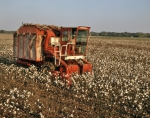 ｜グリーンウッド近くの綿畑での収穫