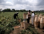 ｜ハイチ移民による紫インゲンの収穫